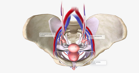 The female pelvis is a bowl-shaped cavity within the hip bones that contains reproductive, urinary, and digestive organs 3D renderingの写真素材