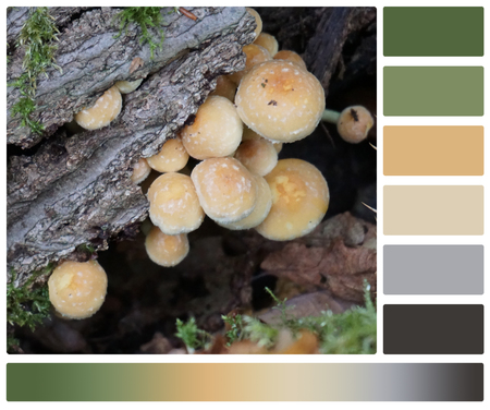 Poisonous Wild Mushrooms On A Tree. Sulphur Tuft. Hypholoma Fasciculare. Palette With Complimentary Colour Swatches.の写真素材