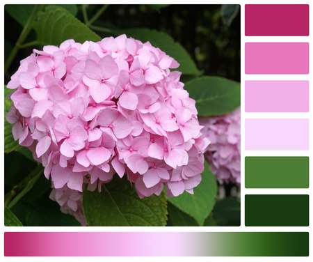 Hortensia Flowers. Hydrangea Plant. Palette With Complimentary Colour Swatches