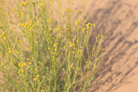 Wildflowers close upの写真素材