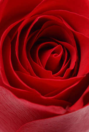 Rose petals closeupの写真素材