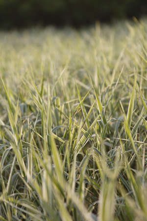 The grass close up