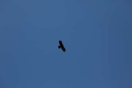 The eagle in the skyの写真素材