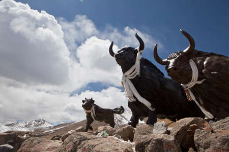 Tibet yak sculptureの写真素材