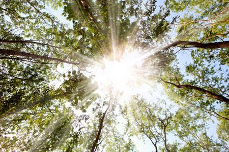 The light in the forest