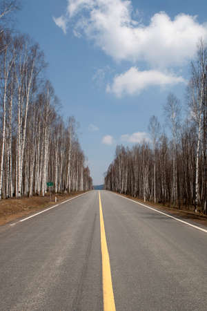 Highway with silver birch tree