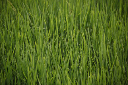 Lawn closeupの写真素材