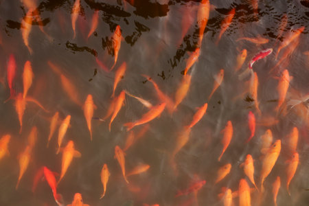 A Goldfish in pond at Chinese Gardens high quality photo
