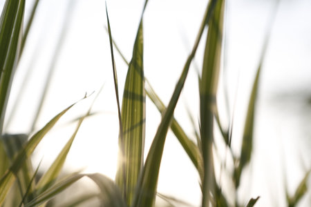 The grass close up high quality photoの写真素材