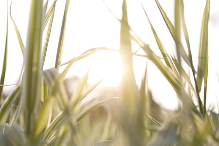 The grass close up high quality photoの写真素材