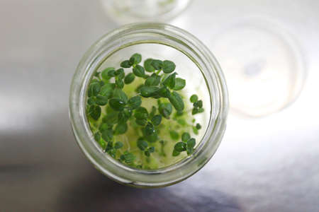 Cultivated plants in the laboratory,high angle of view