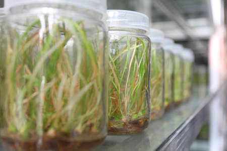 Cultivated plants in the laboratory,in a rowの写真素材