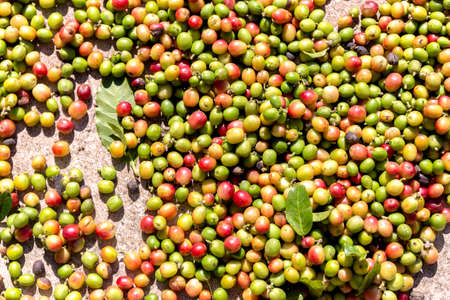 An old coffee Plantation near Las Terrazasの写真素材