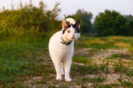 East Frisia or Eastern Friesland is a coastal region in the northwest of the German federal state of Lower Saxony. It is the middle section of Frisia between West Frisia in the Netherlands and North Frisia in Schleswig-Holstein. There are 465,000 people lの写真素材