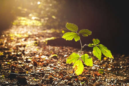 A forest in Wiesmoor, Eastfrisiaの写真素材