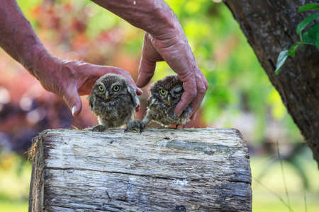 Little owl (Athene noctua) in northern Germanyの写真素材