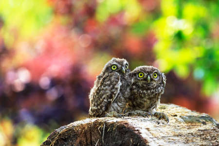 Little owl (Athene noctua) in northern Germanyの写真素材
