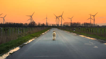 A little lamb on a road at sunset in East Frisia.の写真素材
