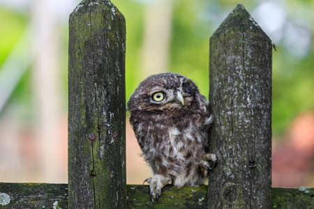 Little owl (Athene noctua) in northern Germanyの写真素材