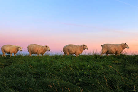 Sheeps on the dike at sunrise. Captured near Ostbense.の写真素材