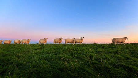 Sheeps on the dike at sunrise. Captured near Ostbense.の写真素材