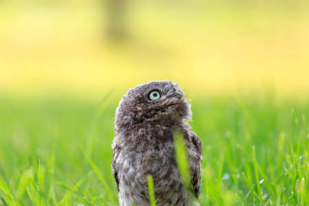 Little owl (Athene noctua) in northern Germanyの写真素材