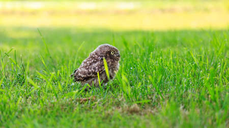 Little owl (Athene noctua) in northern Germanyの写真素材