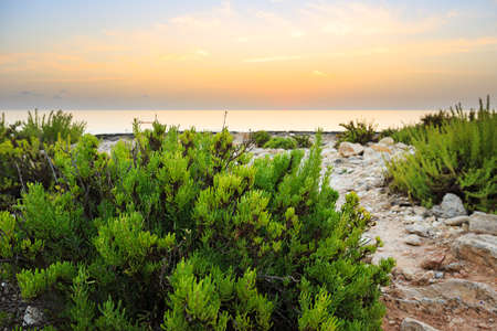 Plants on the rocky beach near Paceville, Maltaの写真素材