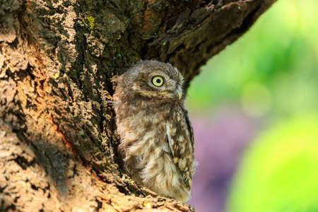 Little owl (Athene noctua) in northern Germanyの写真素材