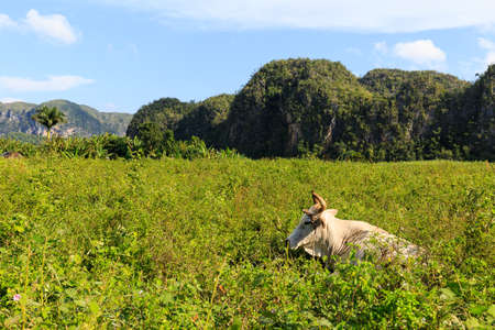 Landscape in the Valle de Vinalesの写真素材