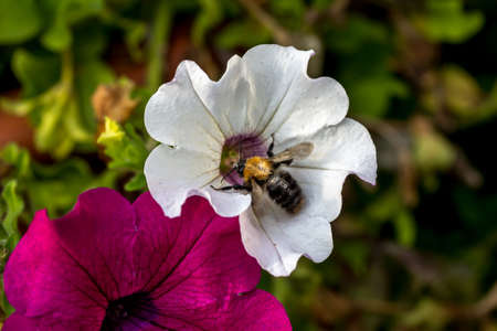 A bee on a garden flowerの写真素材