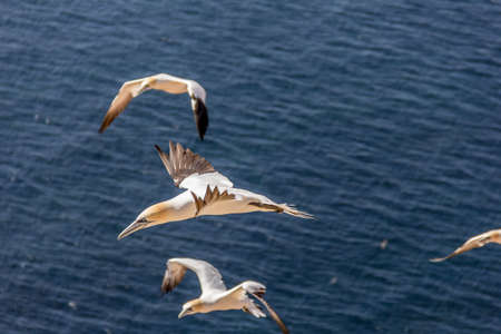A nothern gannet on the island Helgolandの写真素材