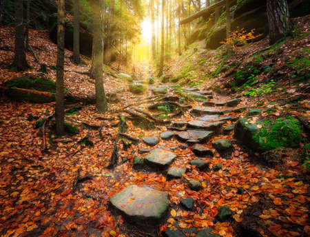 Path to the light in a forest in the bohemian switzerlandの写真素材