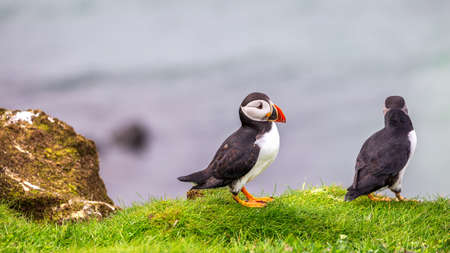 Puffin colony on Lunga Islandの写真素材