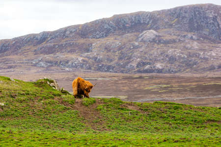 An Highland cattle near Keoldaleの写真素材