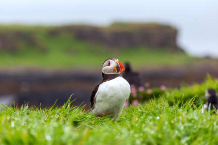 Puffin colony on Lunga Islandの写真素材