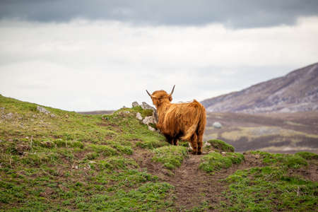 An Highland cattle near Keoldaleの写真素材