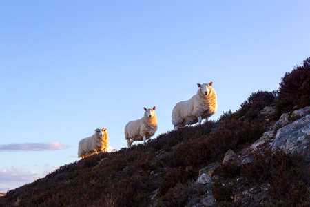 A few sheeps on the highway A836 in the scottish highlandsの写真素材