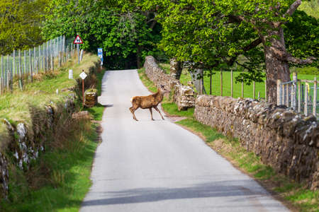 A deer on a street in Applecross, Scotlandの写真素材