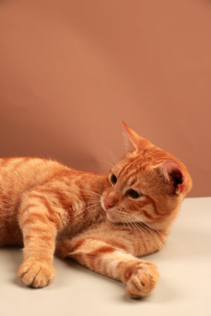 Cute red cat lying on table on brown background, closeupの写真素材