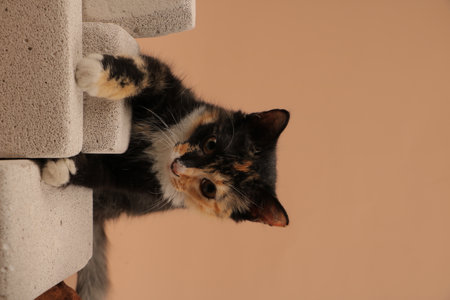 Tricolor cat in front of a wall on a brown backgroundの写真素材