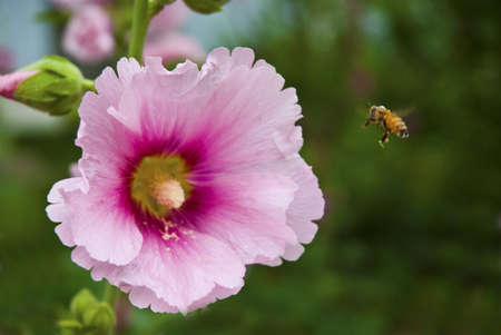 A bee in a large beautiful flowers bloom coming