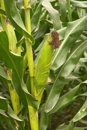 Cob of Corn Growing in Corn Fieldの写真素材