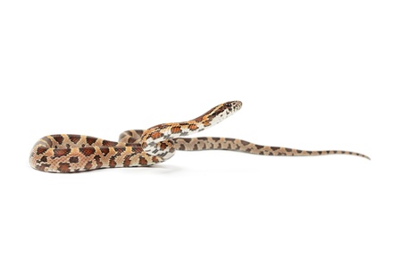 Baby corn snake on white background.
