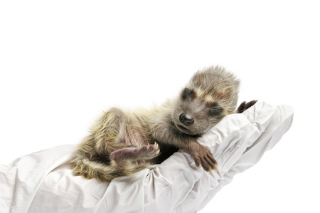 Baby raccoon undergoing an exam in front of a white clinical background.
