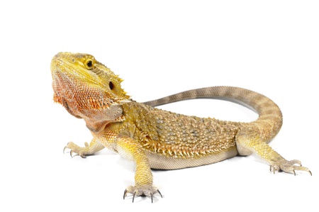 Bearded Dragon on white background.の写真素材