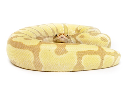Coral Glow Enchi Ball Python on white background 