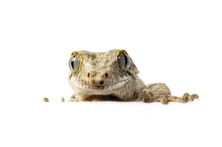 Gargoyle Gecko on white background 