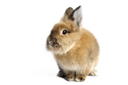 Lionhead Rabbit on white  background.の写真素材