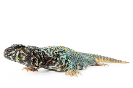 Ornate uromastyx   uromastyx ornatus  isolated on white background の写真素材